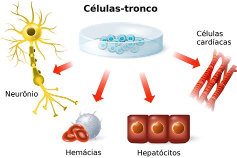 células tronco